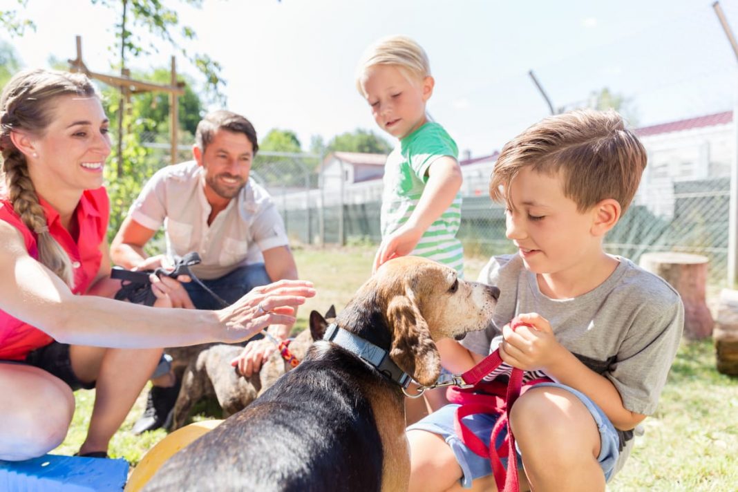 The 5 Best Ways To Help Animal Shelters