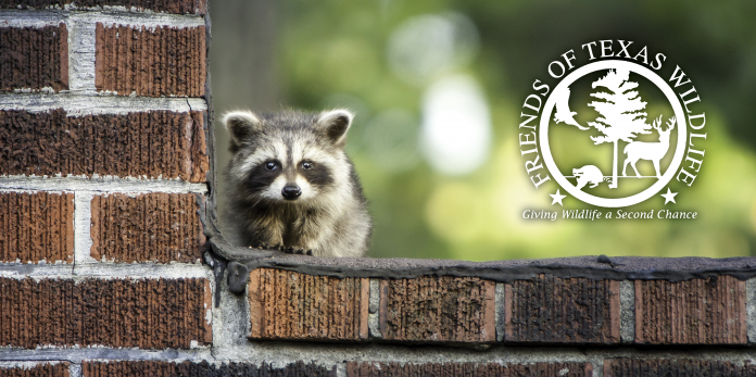Friends of Texas Wildlife: A Day in the Life of a Wildlife