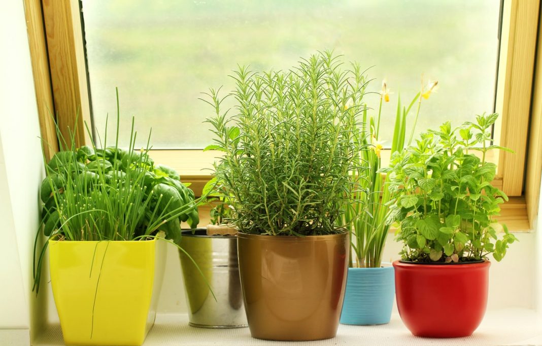 growing an indoor herb garden