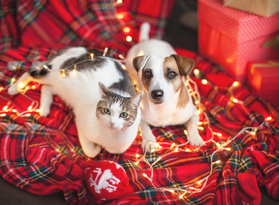 Pets and Holiday Concerns