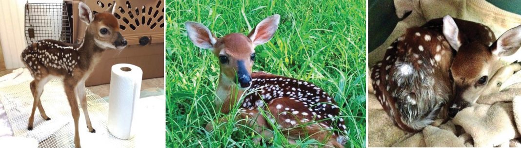 2021_ May, Oh deer fawns