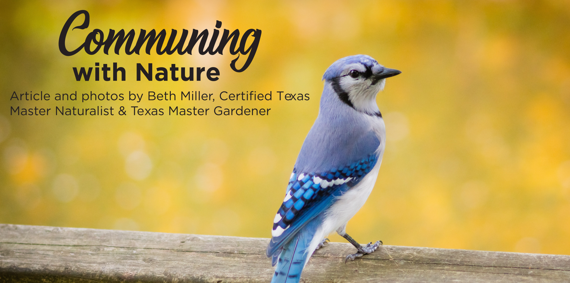 Spiritual Meanings And Symbolism Of Seeing Blue Jays