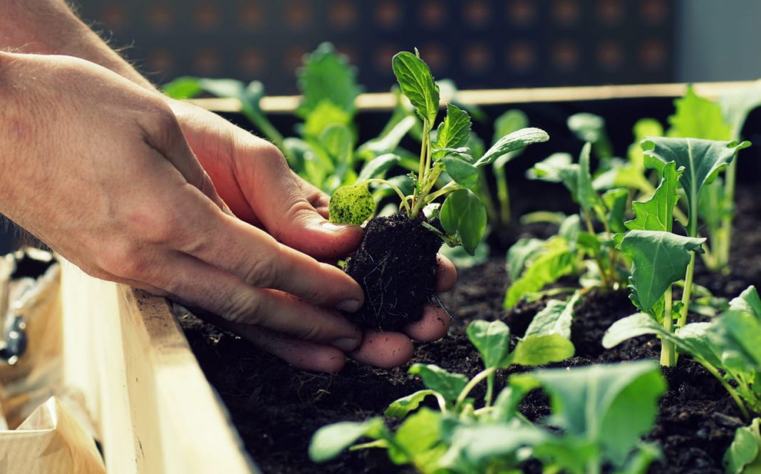 Growing Your Own Food - April 2021