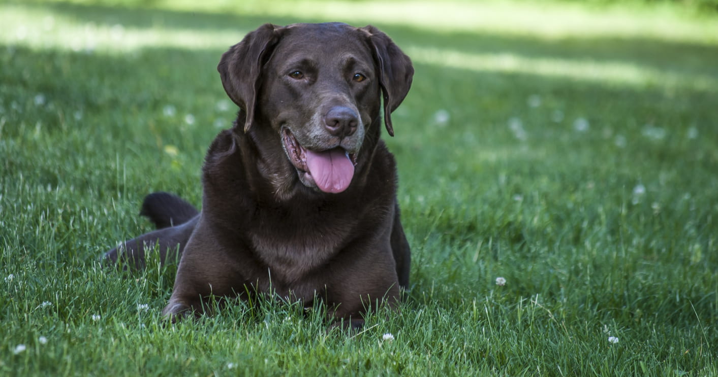 Heartworm Prevention is Important All the Year!