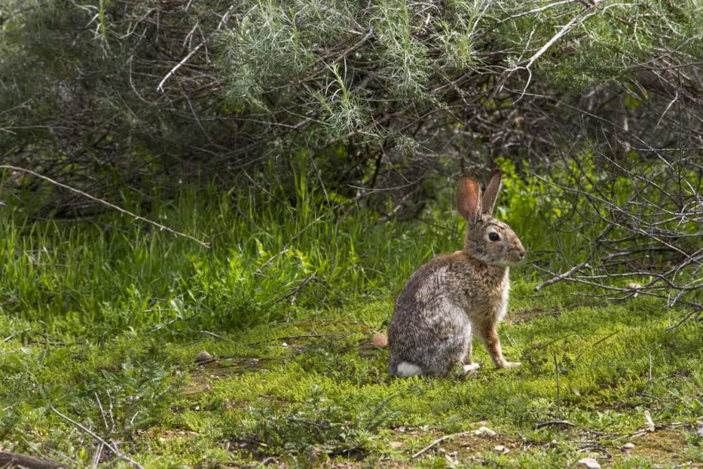 As we move into late spring/early summer here in Southeast Texas, it is important to remember that for many wildlife animals, it is still baby season.