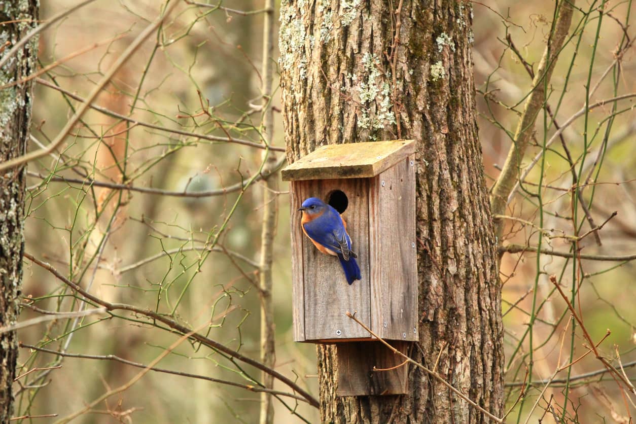 Where Bluebirds Fly by Brynn Chapman Where Bluebirds Fly by Brynn Chapman