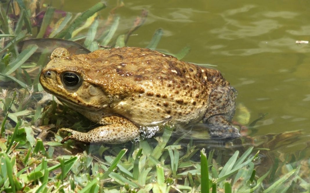 10 Frogs Native to Texas to Look Out For!
