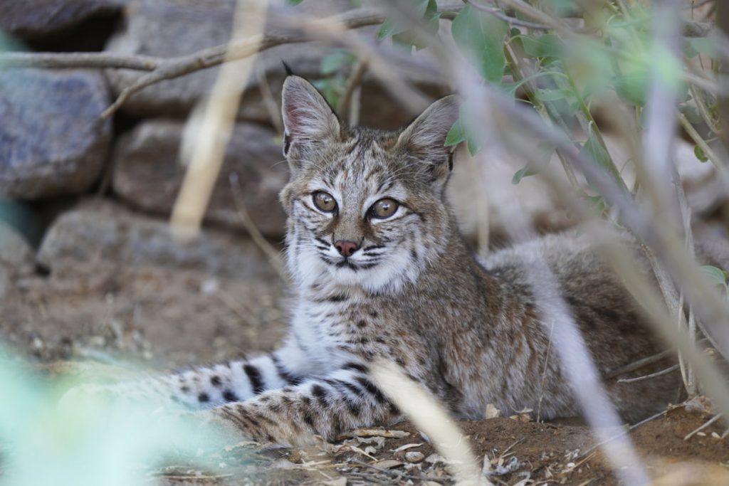 Bobcats; Big Kitty in the City