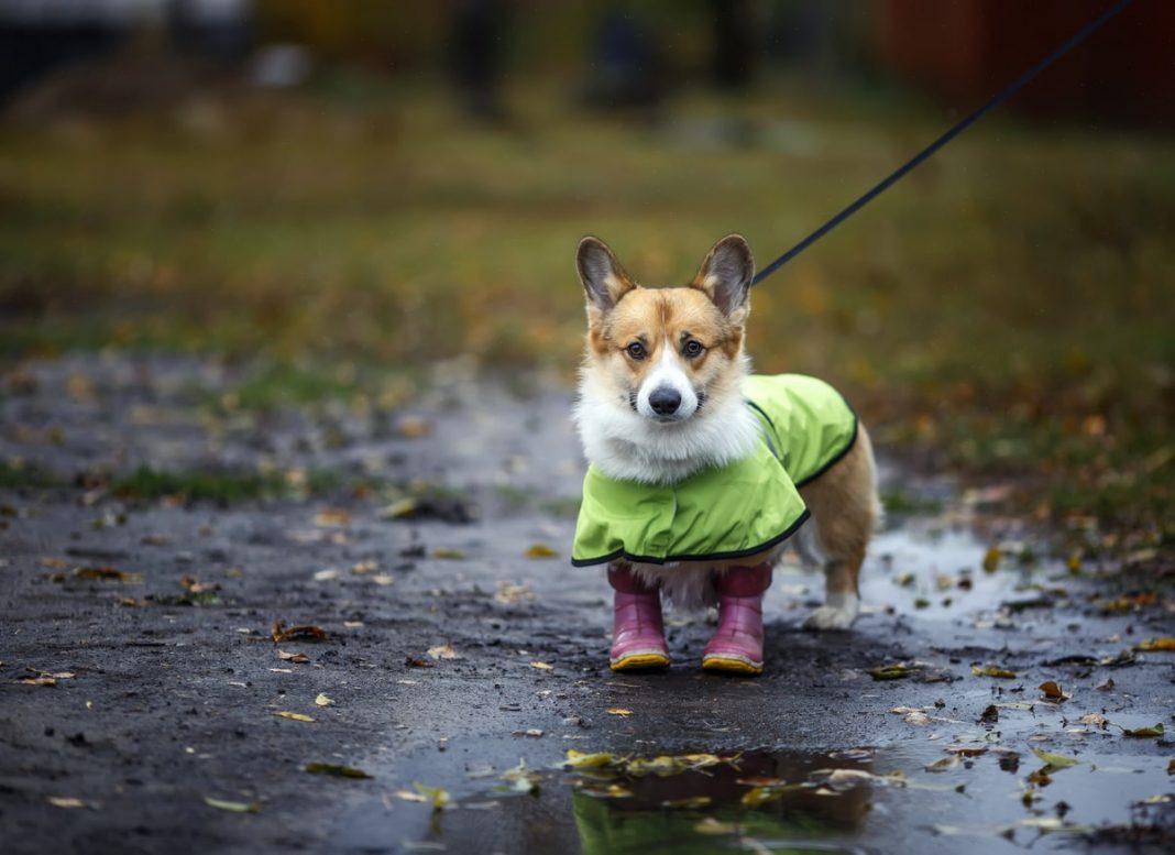walking your dog in the rain