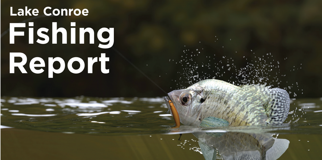 conroe fishing report