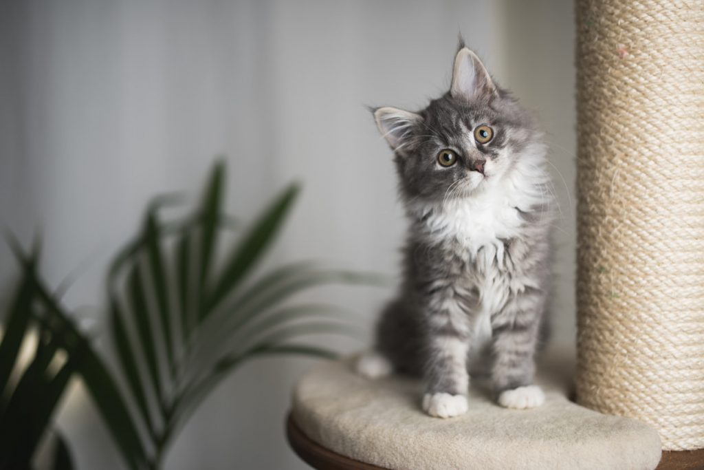 Practical Tips for Raising a Kitten