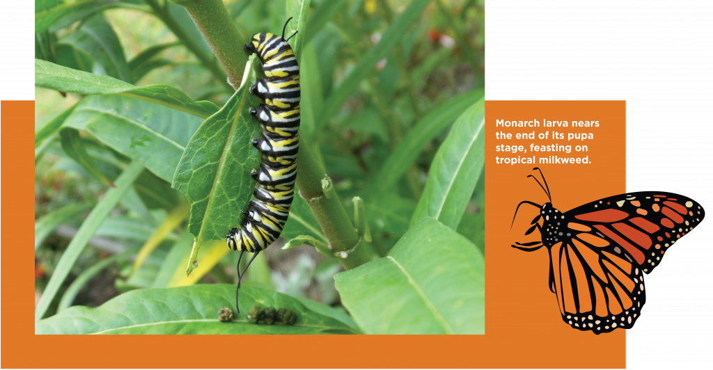 Monarch butterfly  Life Cycle, Caterpillar, Migration, Endangered