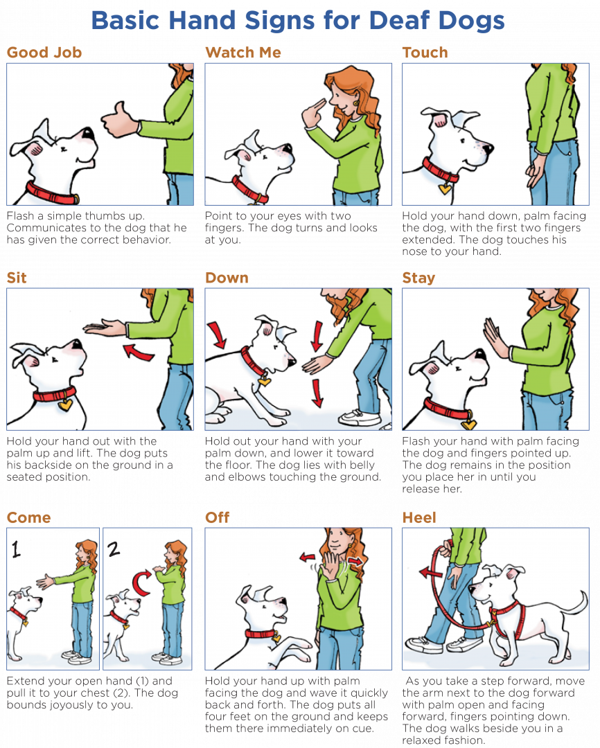 dog hand signals chart pdf