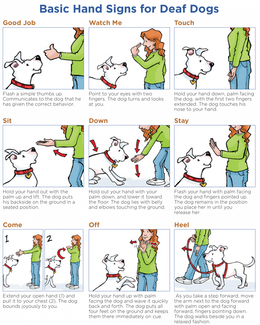 hand-signals-for-deaf-dogs