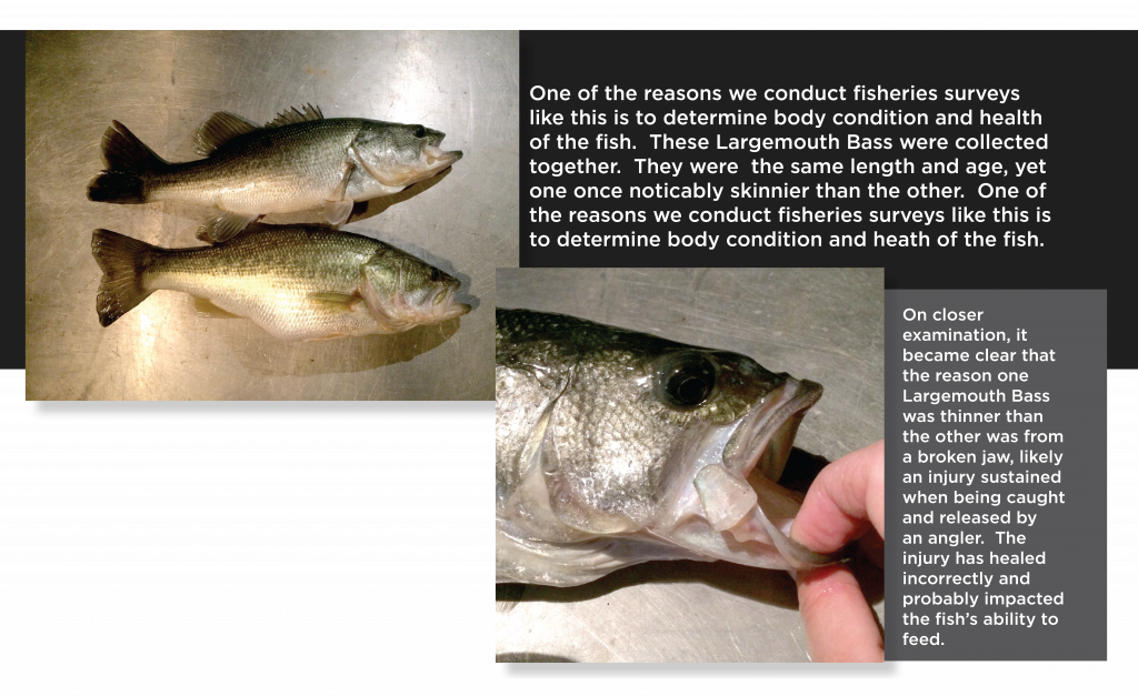 Bass Fishing Facts - #FACT Bass have ctenoid scales that are