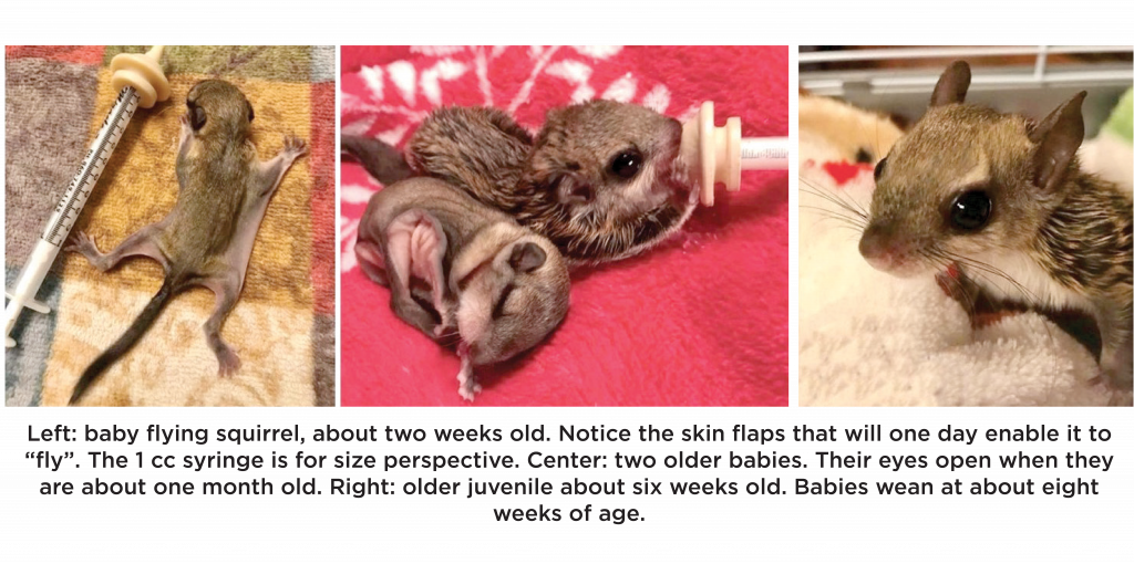 The Trees Have Eyes! Dock Line Magazine