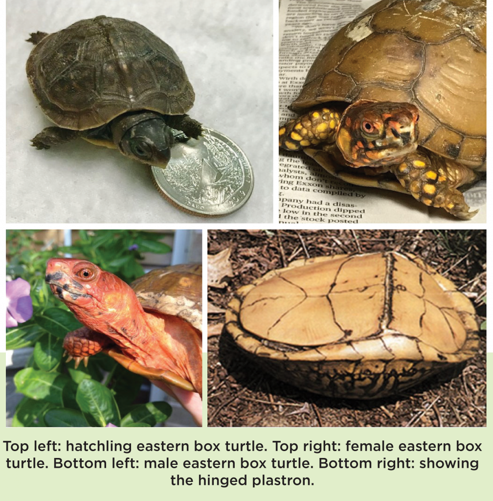 Box Turtle Hinged Plastron | informacionpublica.svet.gob.gt