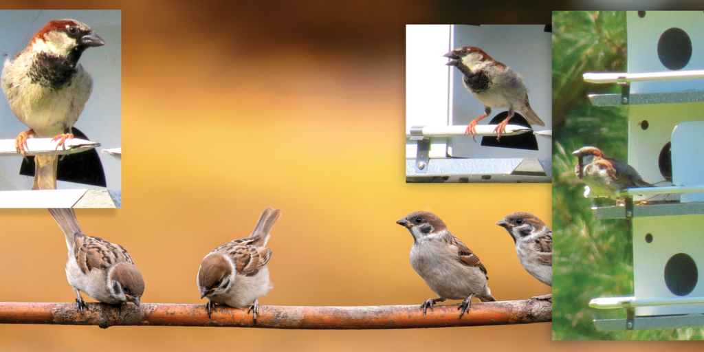 How to Deter House Sparrows with Fishing Line