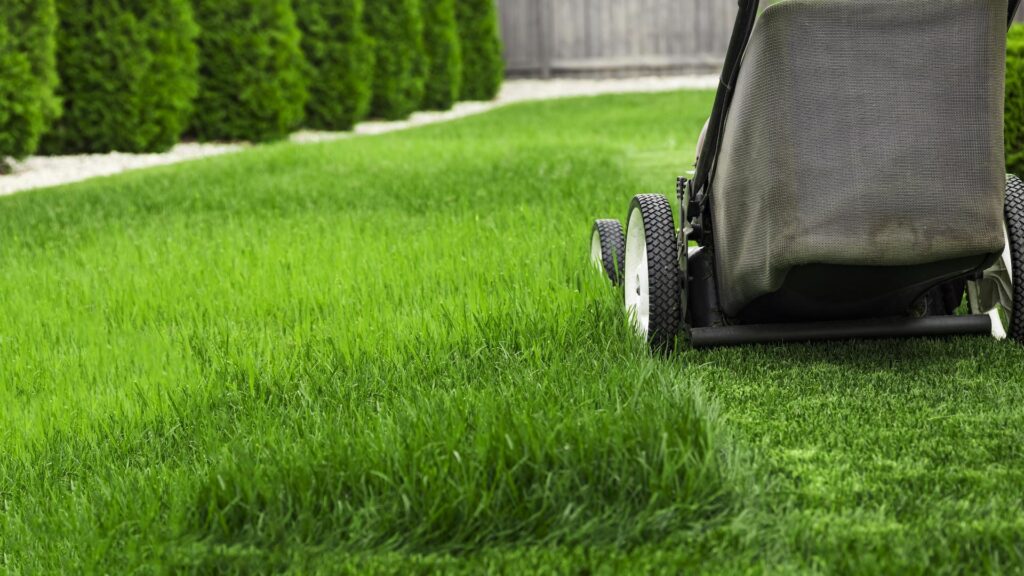 8 Lawn Care and Maintenance Tips You Must Know