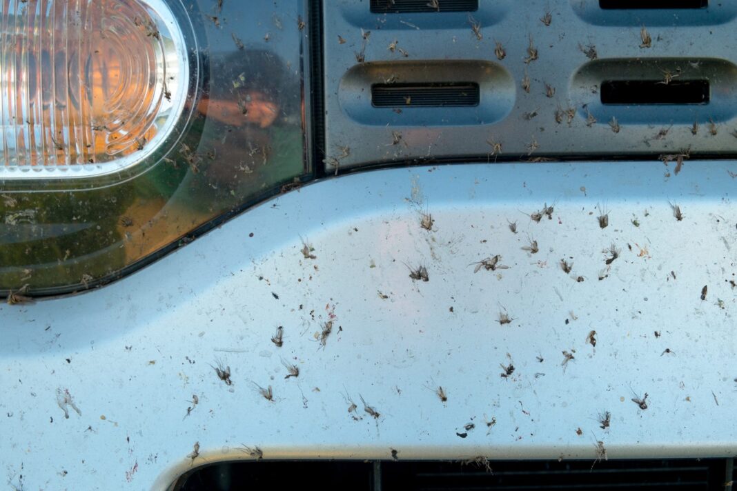 Keep Your Car Insect Free This Season