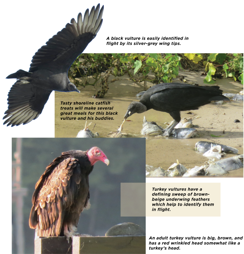 Vultures The Big Uglies! Dock Line Magazine