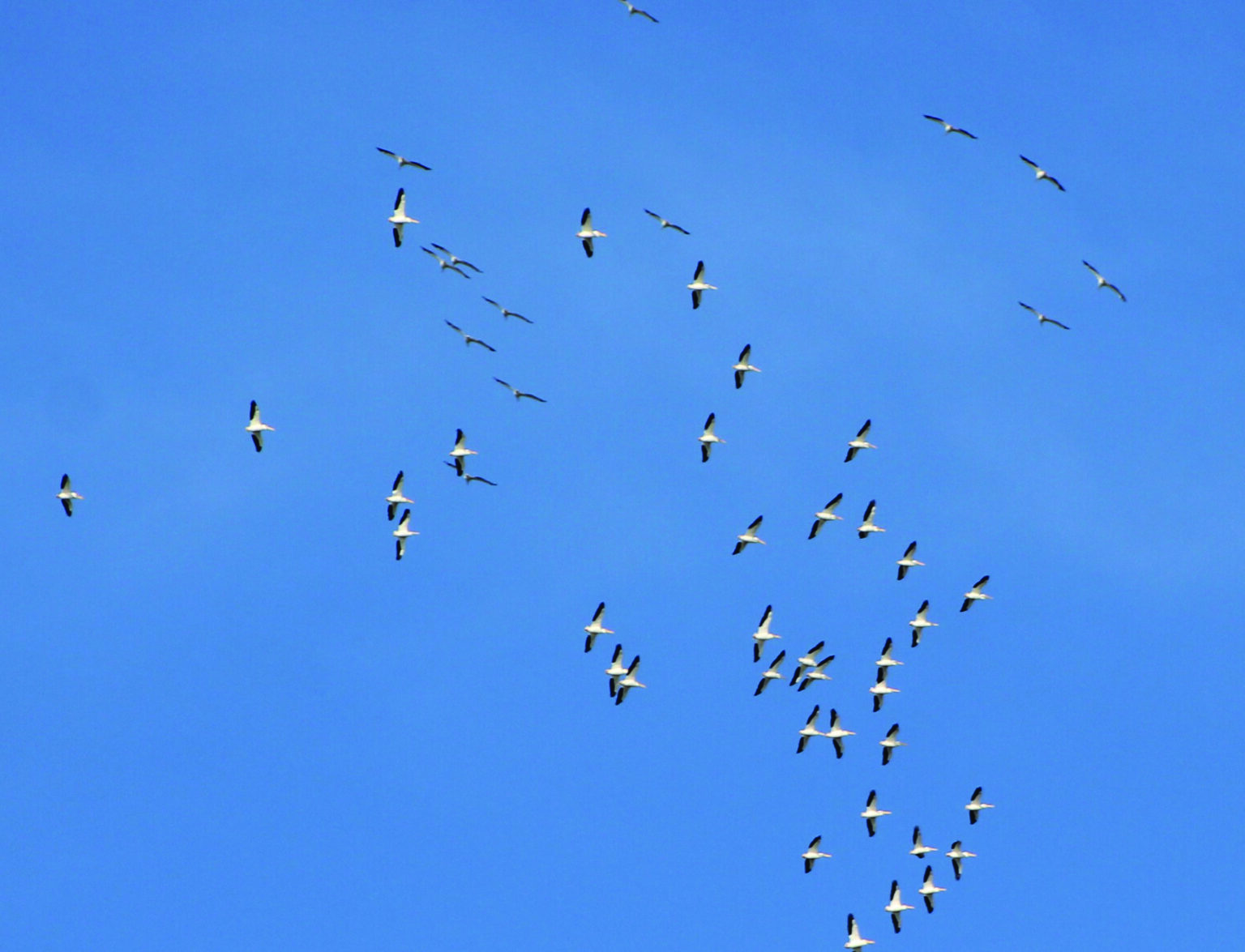 Find Yourself and Birds in the Texas Piney Woods - Dock Line Magazine