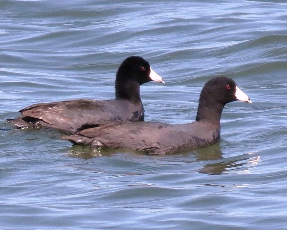 Mean as an Old Coot Dock Line Magazine