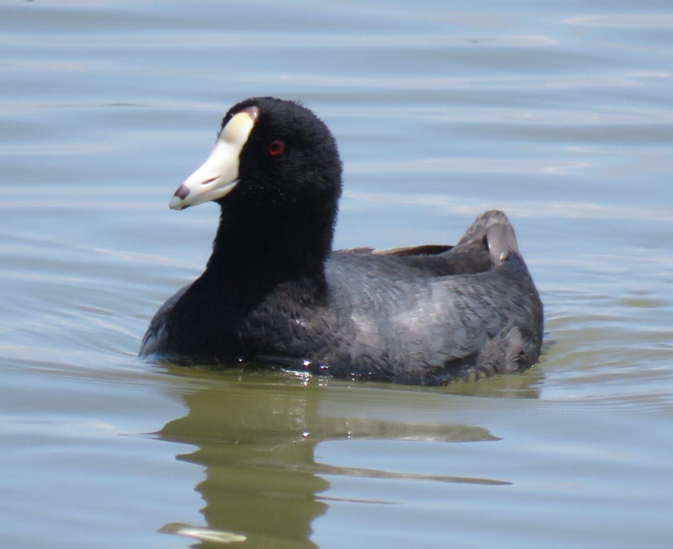 Mean as an Old Coot Dock Line Magazine