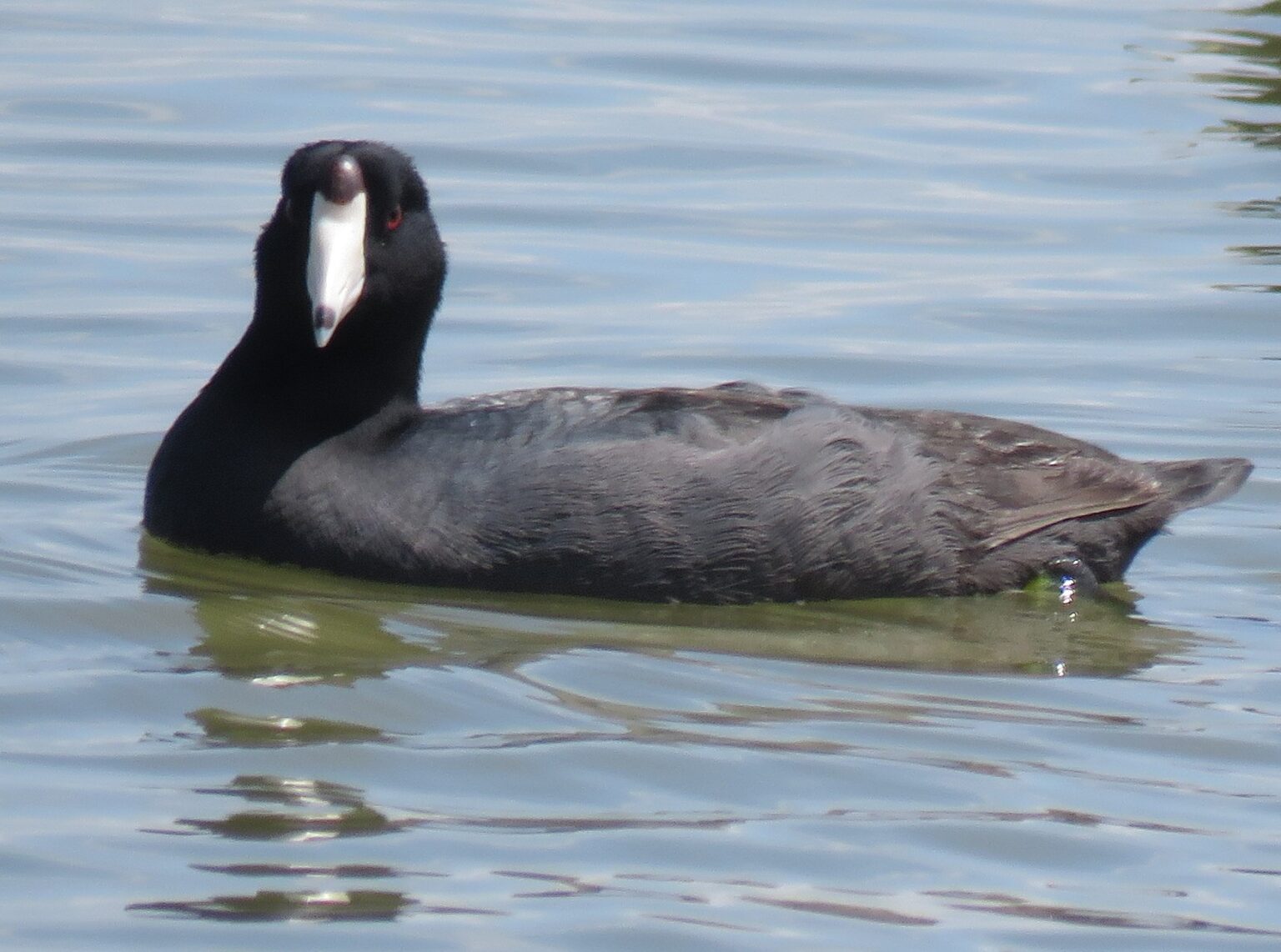 Mean as an Old Coot - Dock Line Magazine