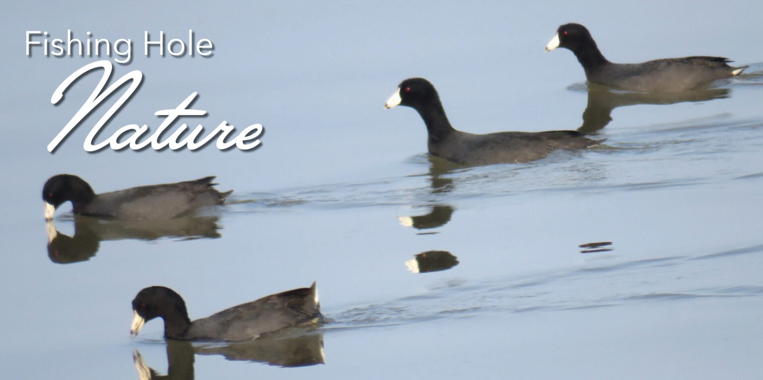 Mean as an Old Coot Dock Line Magazine