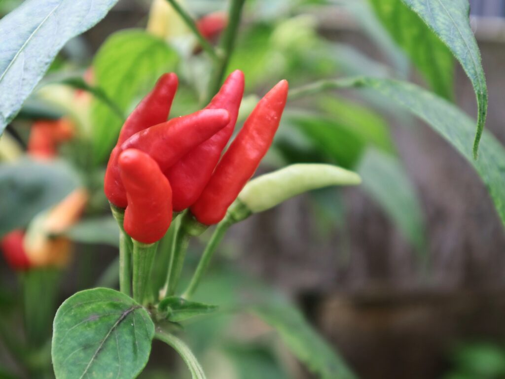 Peppers Growing in The Woodlands