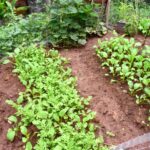 Home Garden in North Houston when to plant vegetables