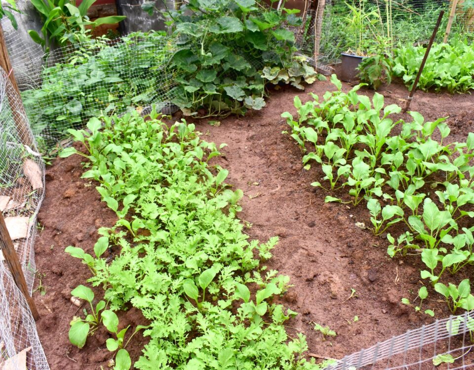 Home Garden in North Houston when to plant vegetables