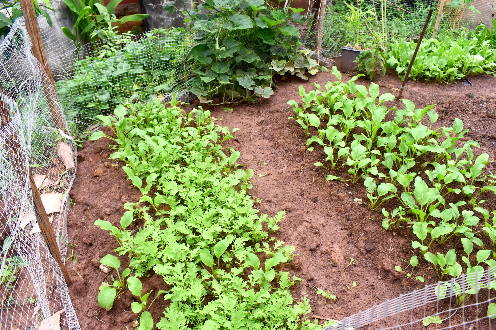 Home Garden in North Houston when to plant vegetables