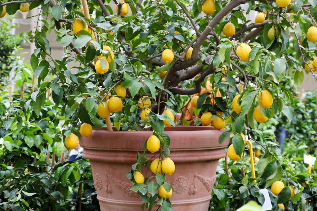 Lemon Tree in Backyard of Tomball Texas