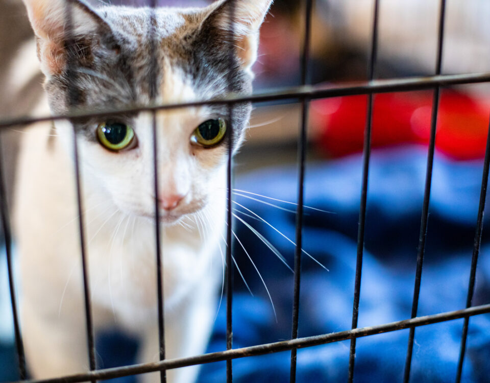 Kitten at Animal Adoption Event in Conroe Texas