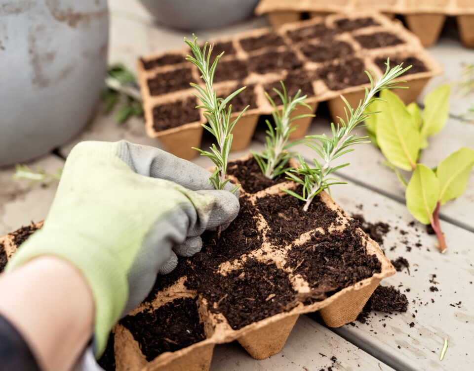 Montgomery County Picking Garden Items Lasting in Heat